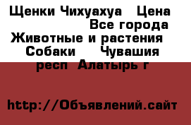 Щенки Чихуахуа › Цена ­ 12000-15000 - Все города Животные и растения » Собаки   . Чувашия респ.,Алатырь г.